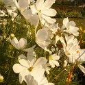 Cosmos bipinnatus 'Sonata' melange